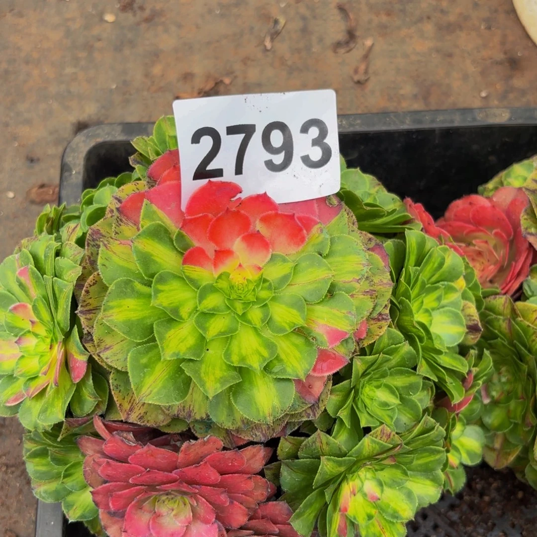 2793多肉植物知否