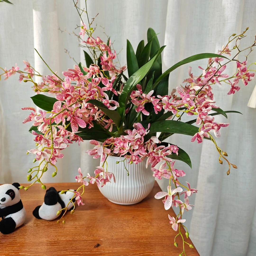 带花剑梦香兰奶香粉新品室内盆栽绿植开花更香大鳞茎好养喜阳文心