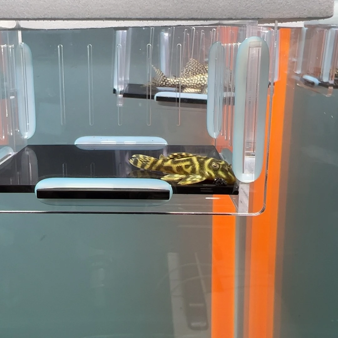 清道夫录完整开箱视频、入缸不包损4