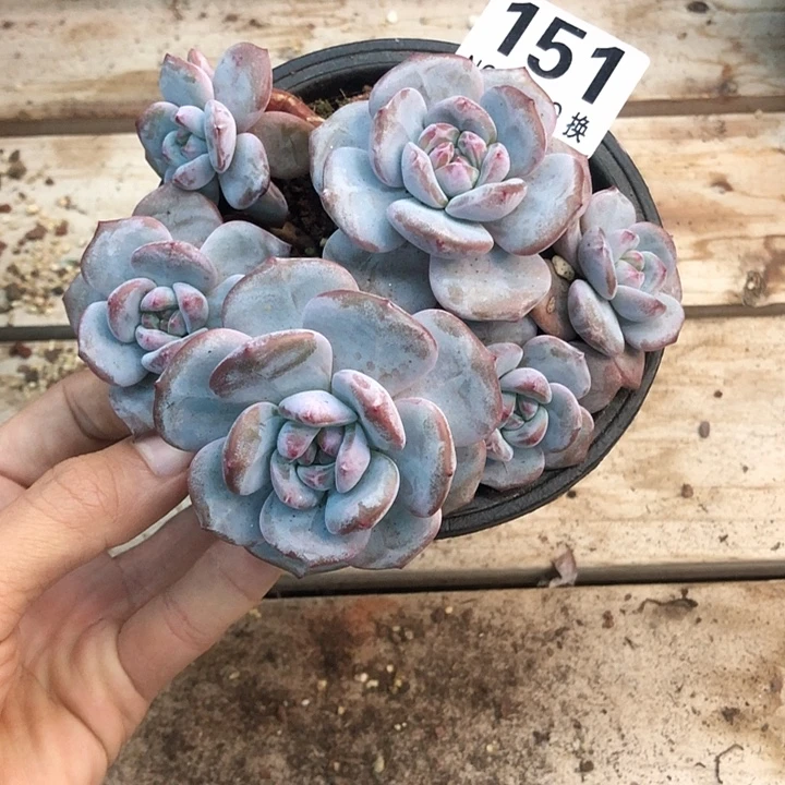 星影石榴籽福利出咯 151