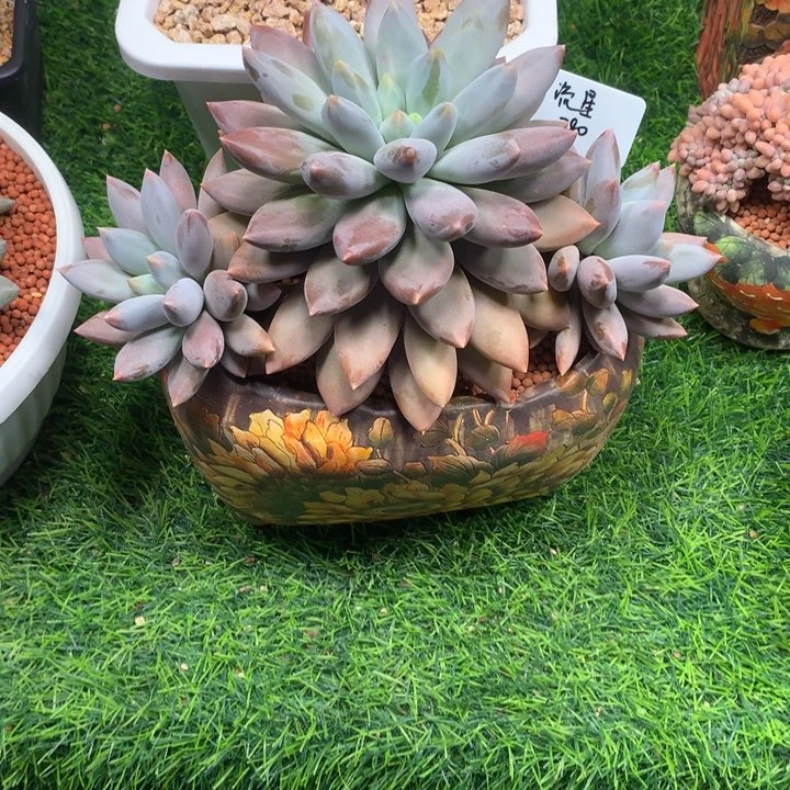 哥特萝莉大三头好看寄养
