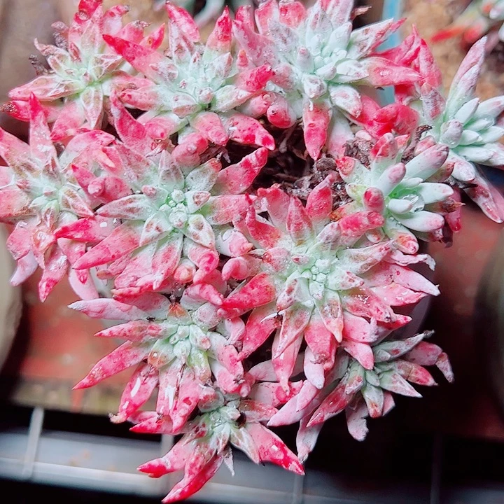 4209海瑟雪花仙女杯多肉