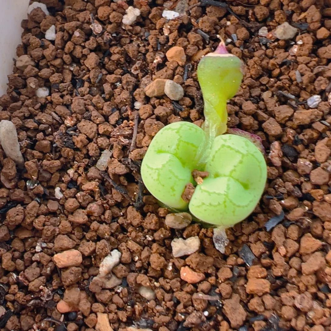 C*Z198多肉植物百科知识