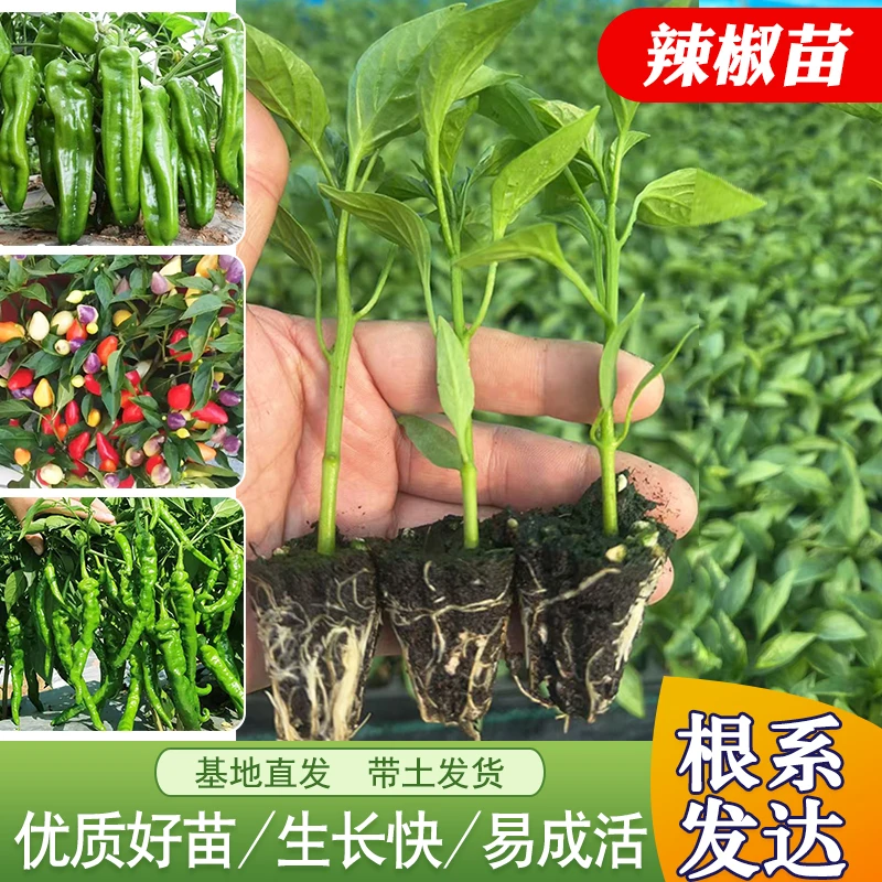 辣椒秧苗带土薄皮椒长线椒苗螺丝椒苗朝天椒苗牛角椒苗高产户外种