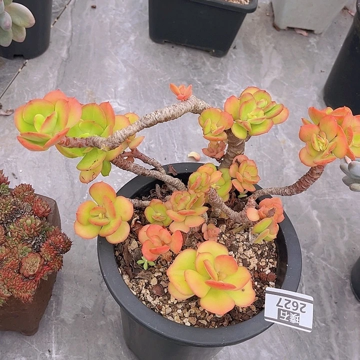 红梅2627多肉植物