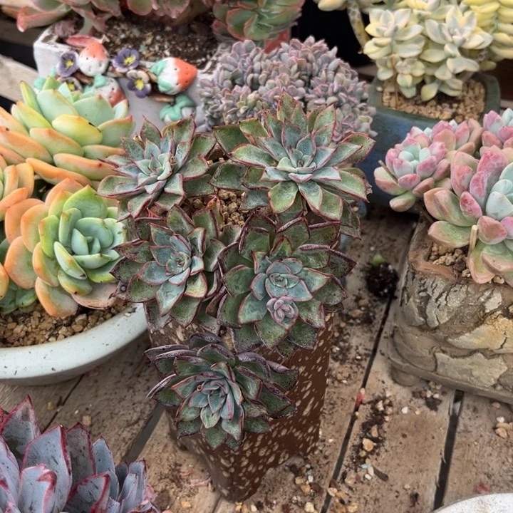 礼嘉多头多肉植物duocichibu