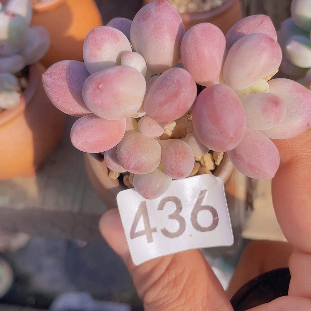 奶尖多肉植物的生长