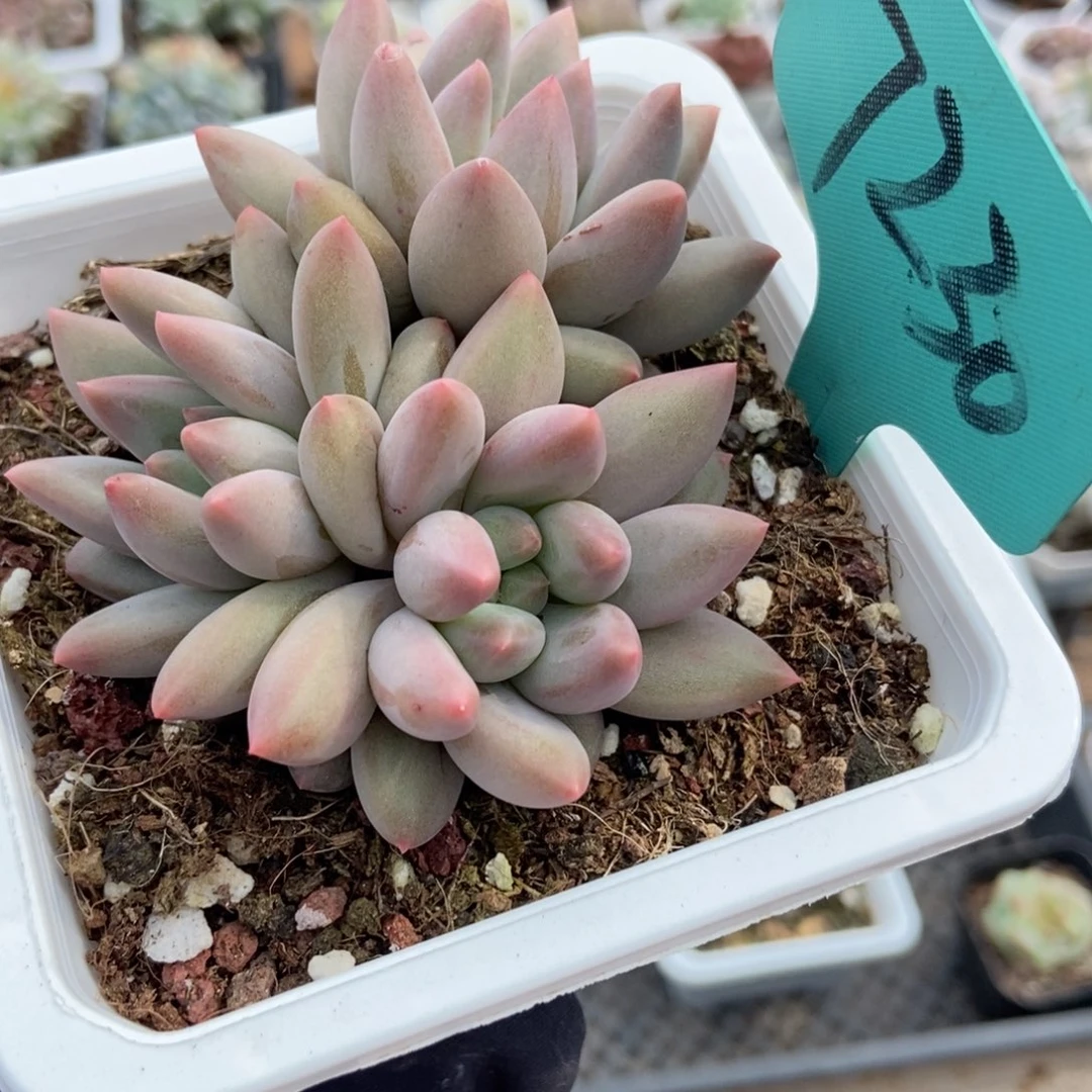 7230车厘子多肉植物保护