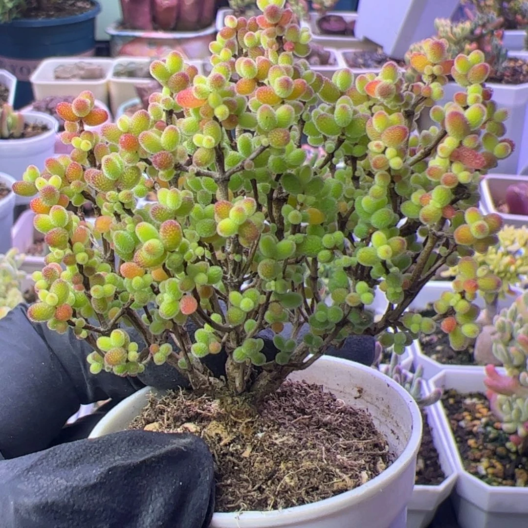 多肉植物枝干蜜桔