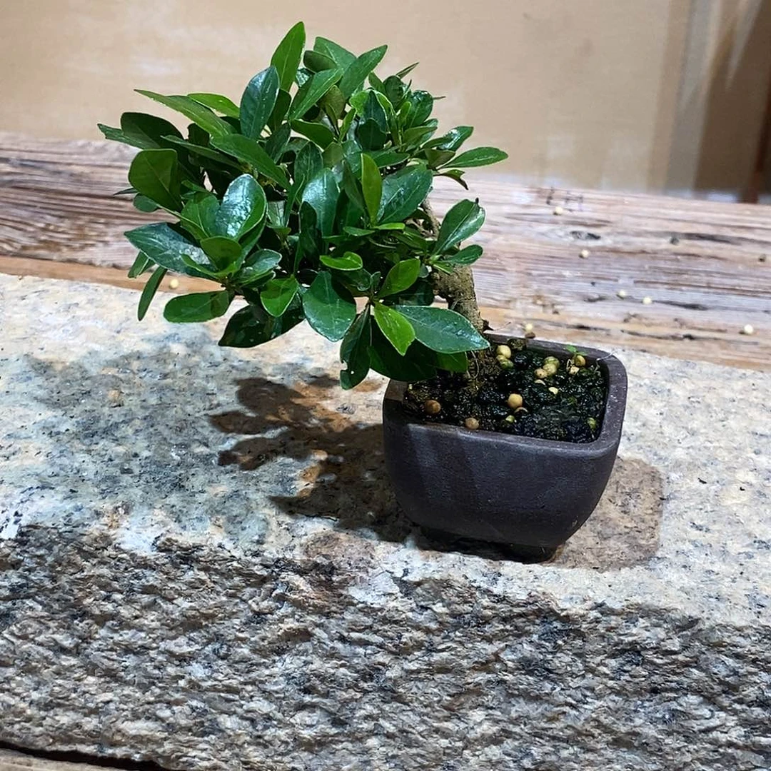 无花朵宝*栀子花