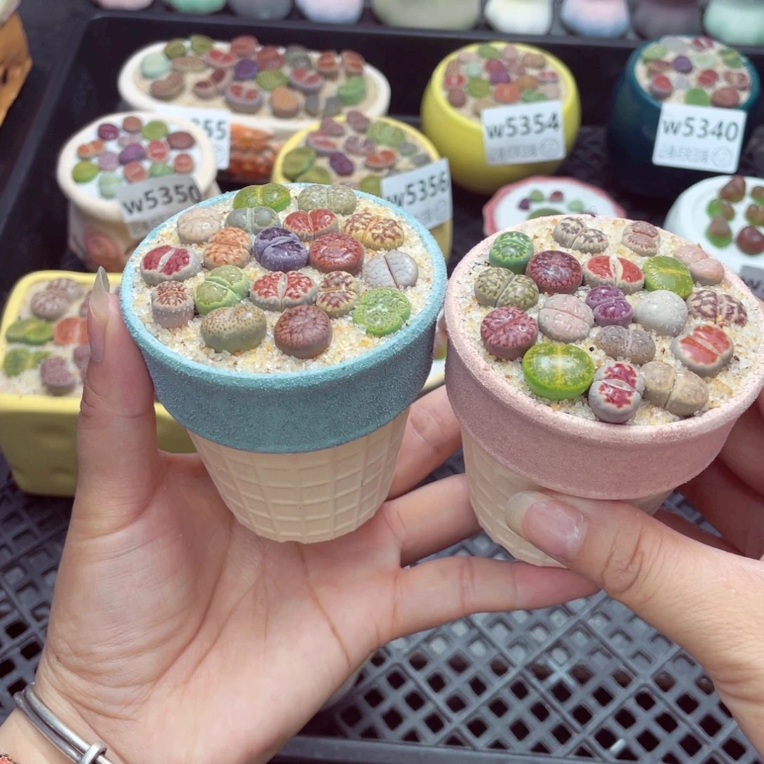 灰**迹w5361 带盆土发货一物一拍