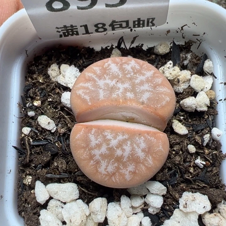 【闪购商品】 895。