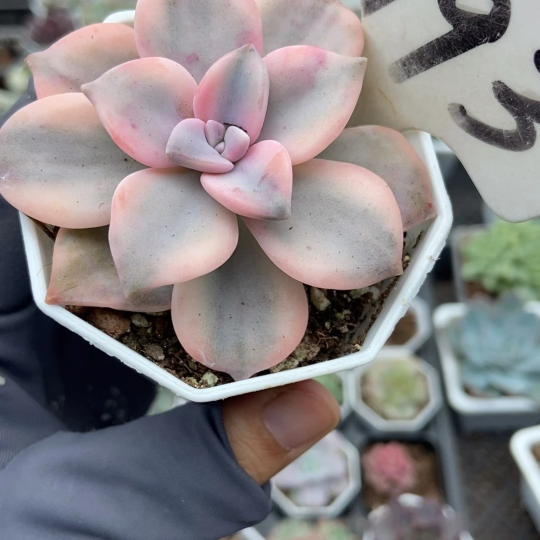 993紫乐锦多肉植物