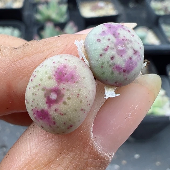 372号11111111111111