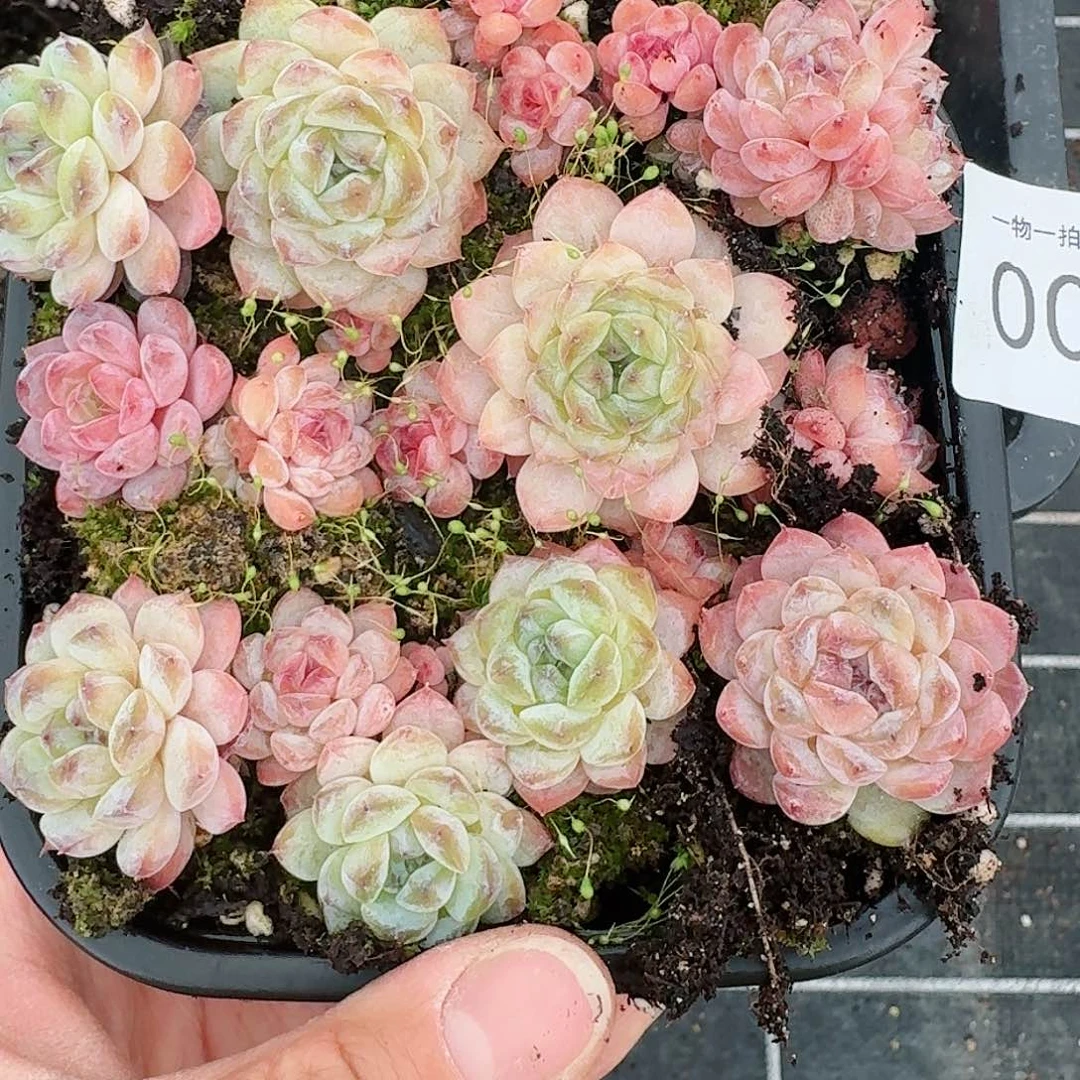 杂交新品珍妮多肉2