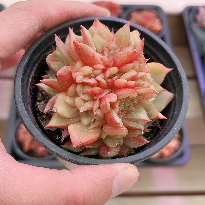 玛瑙缀化多肉植物