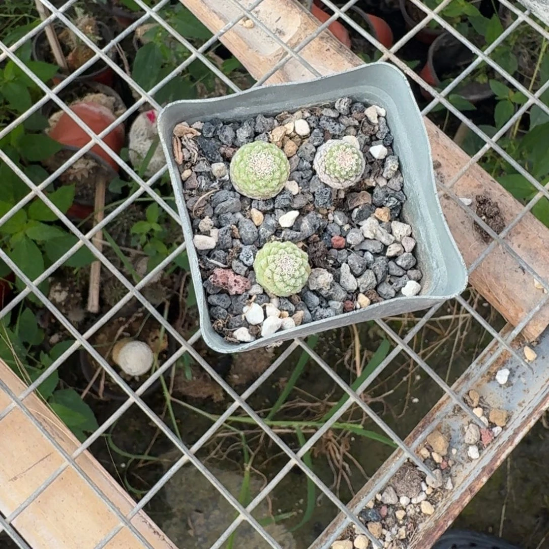 实生 白花橘水  3 颗