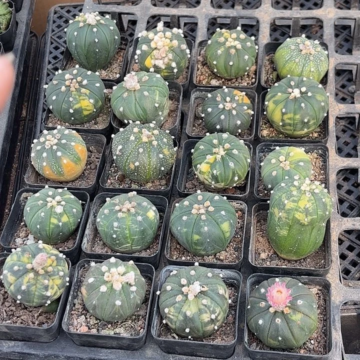 兜锦随机2盆发货随机