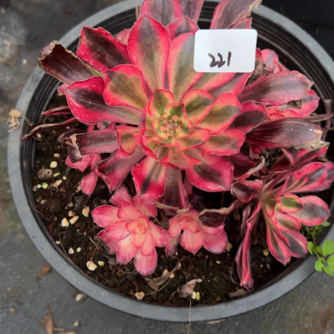 221红钻多肉仔细一看