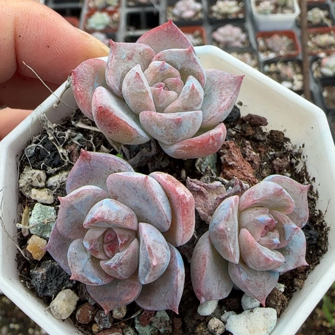 小卡拉米糖心一物一拍