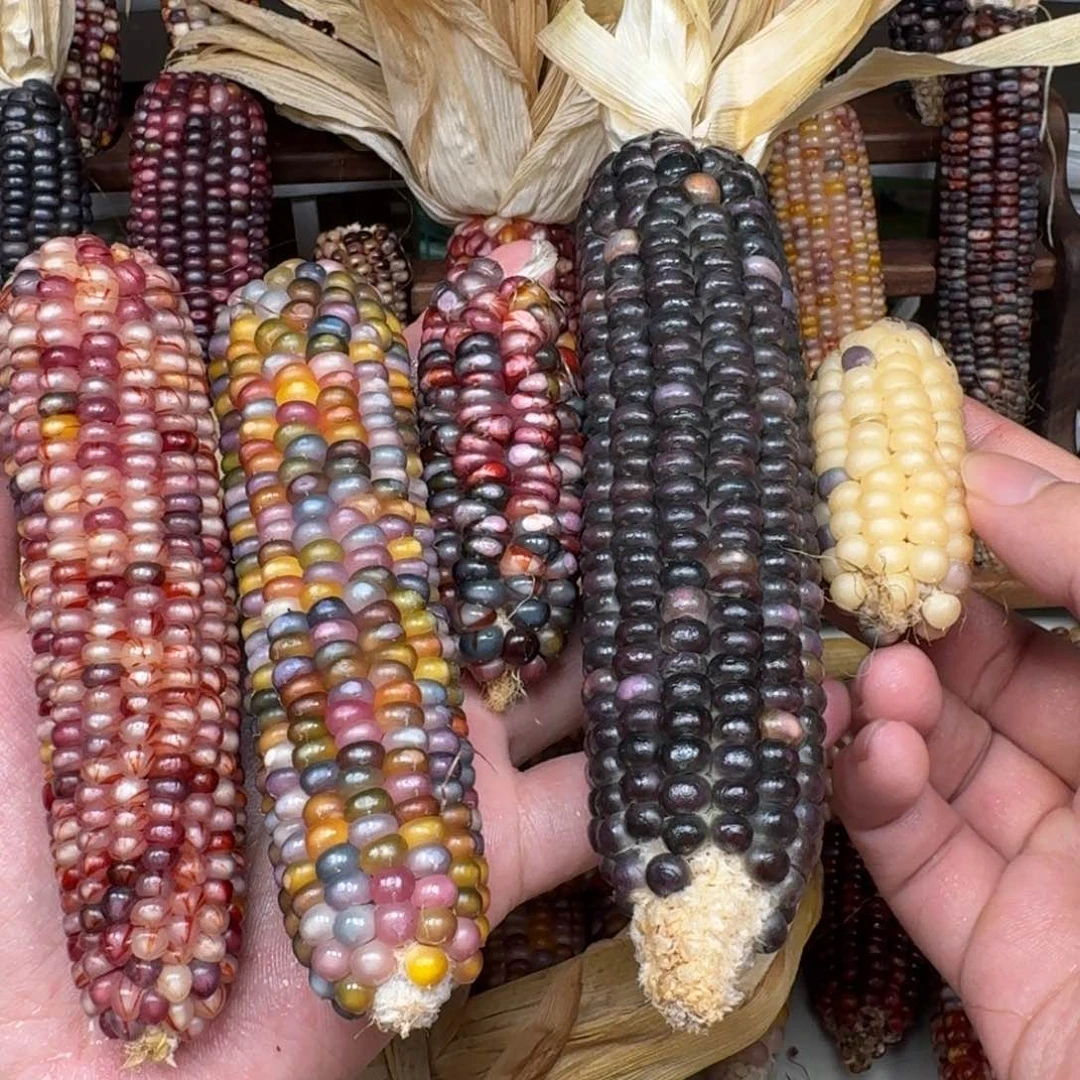 金***士柏香籽/百香籽吊坠