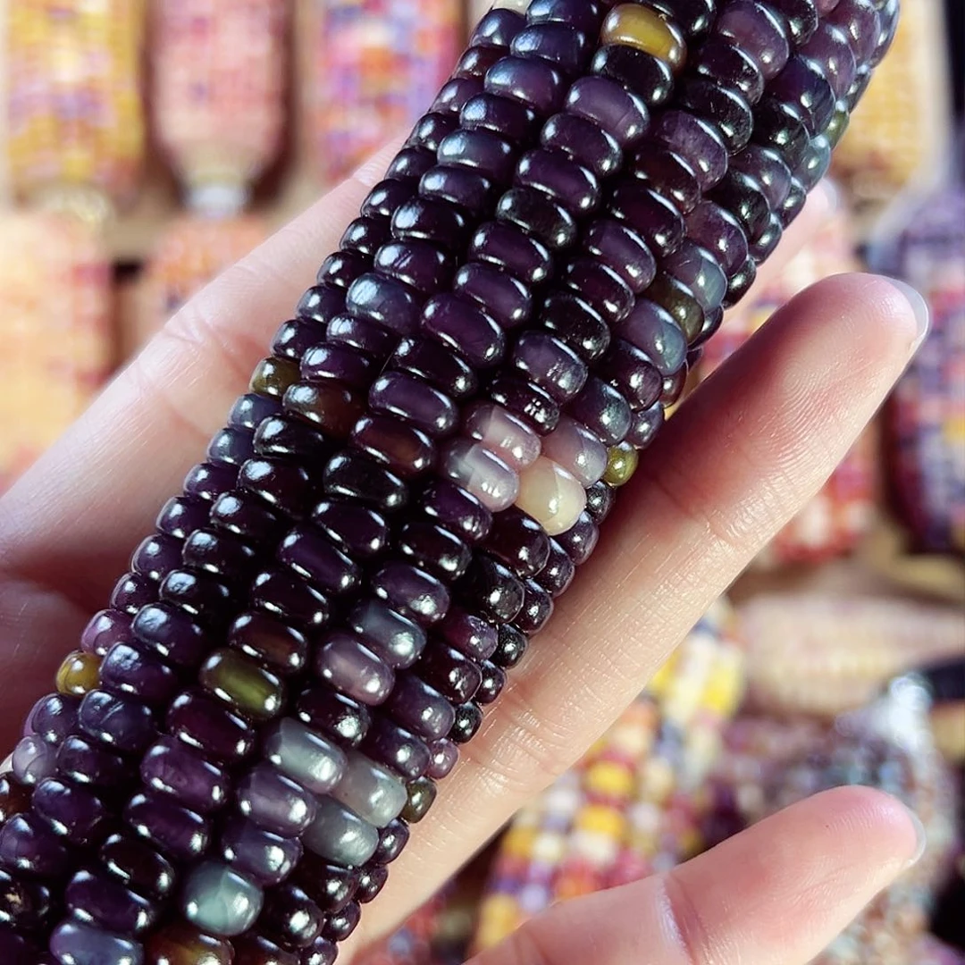 树脂⋆****亲爱的拍389