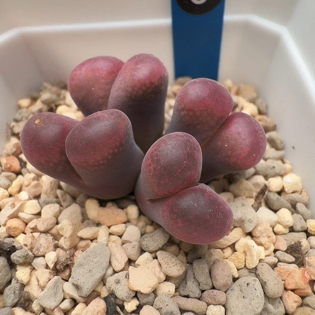 多肉植物福利风铃6