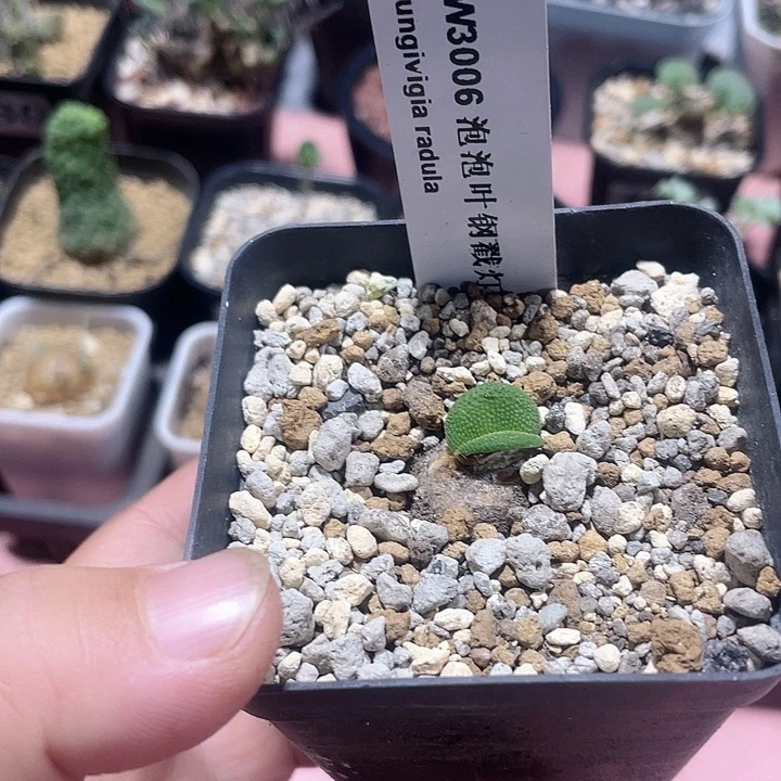 902产地泡泡叶钢锉灯台百合