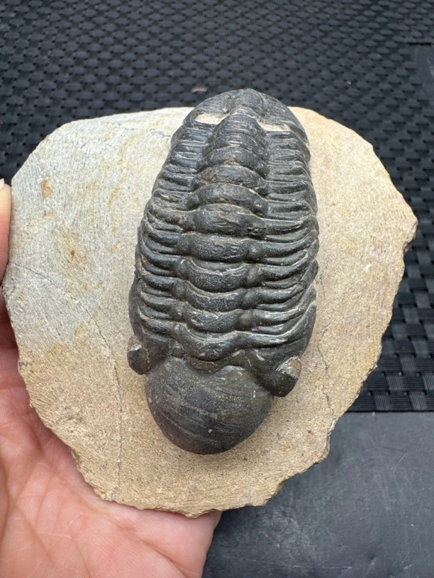 摩洛哥 镜眼三叶虫 创意礼品摆件