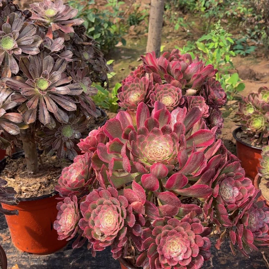 红金刚13.8木质老桩