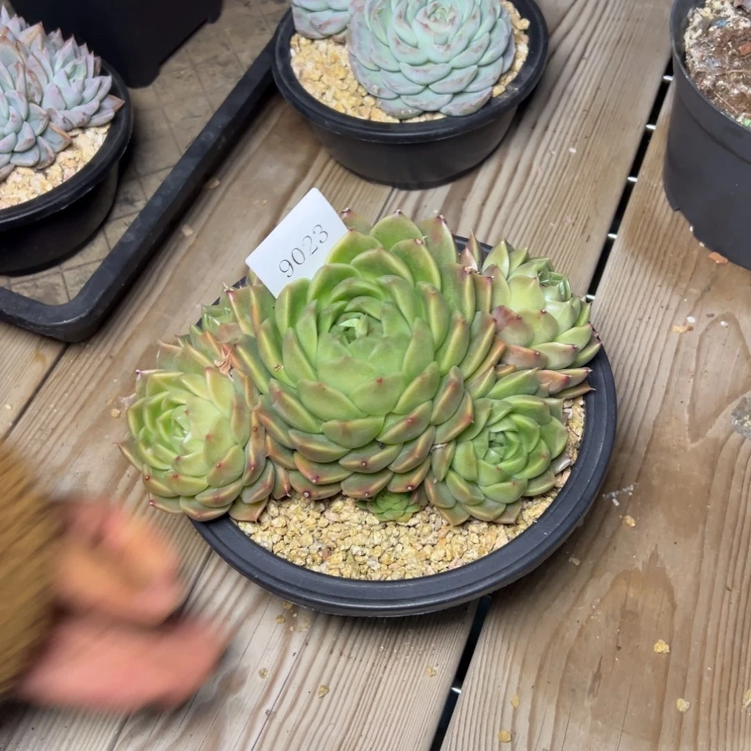 A**牛9023肉多哦多哦肉多么肉