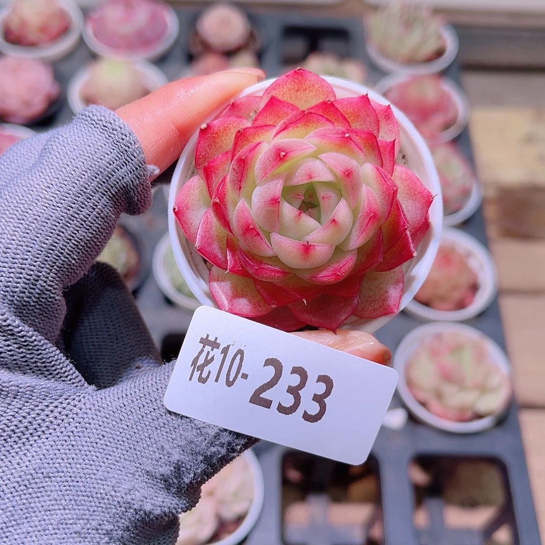 花10-233麦秆单头