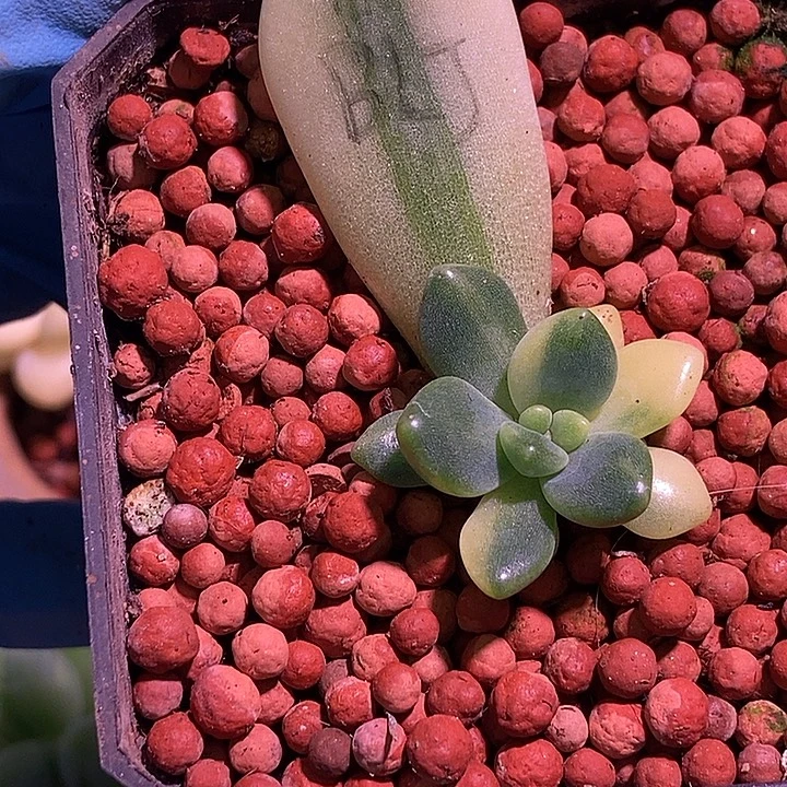悖论锦多肉植物多肉