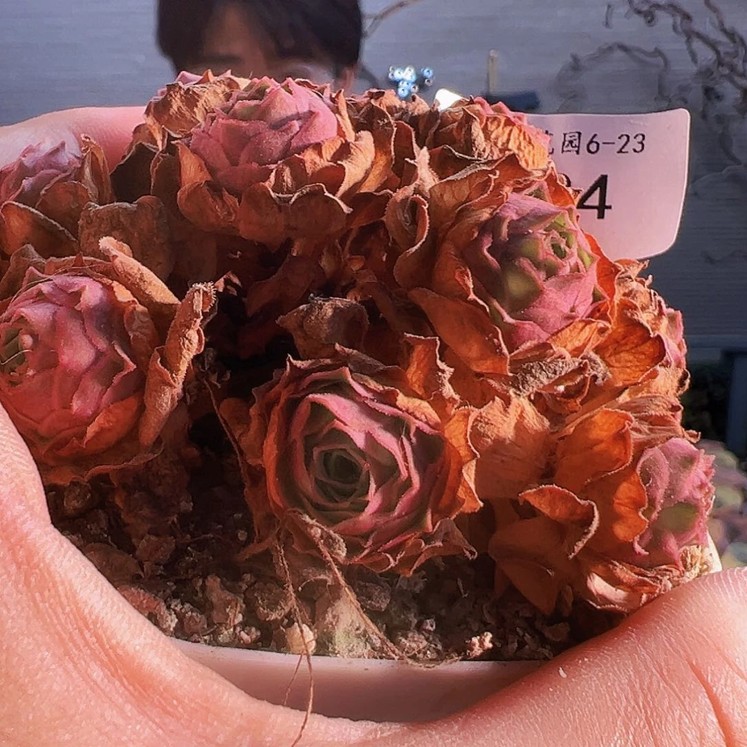 ?****吖山地玫瑰 福袋。B424