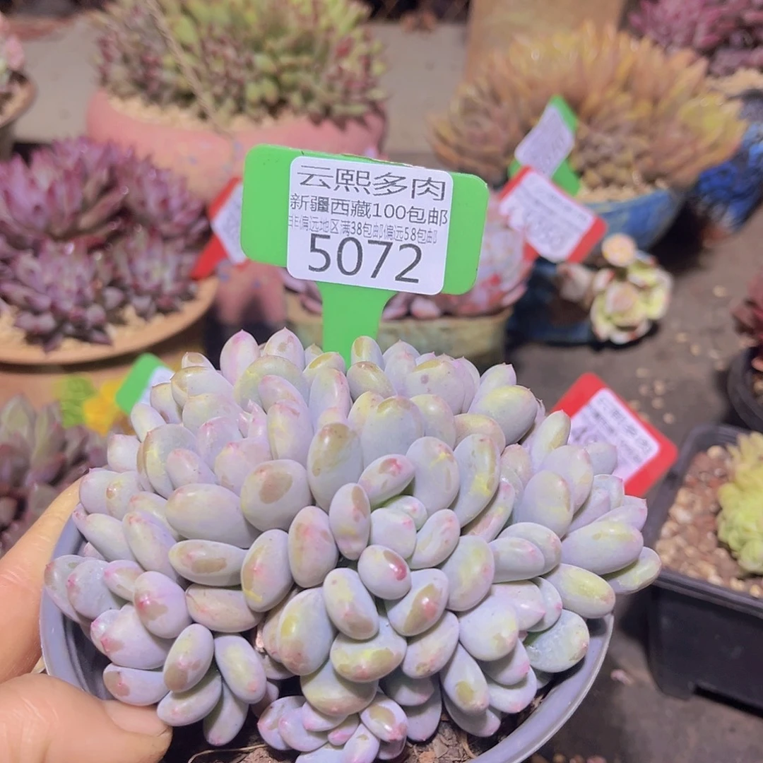 6072香香雪多肉植物