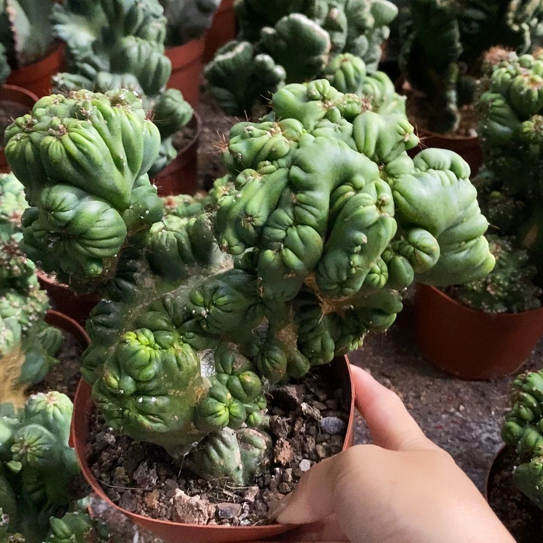 花花草草花花草草