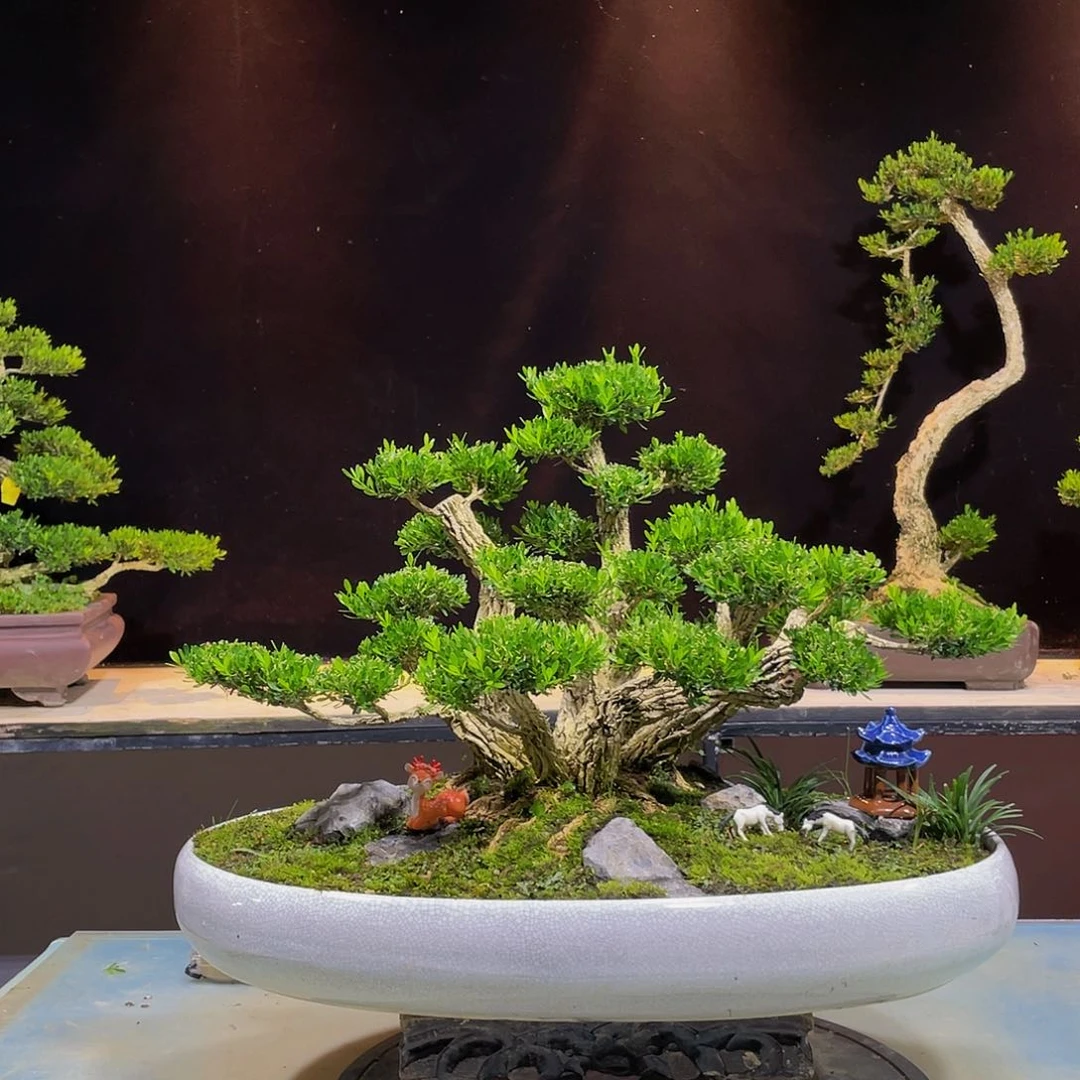 黄杨盆景四季常青