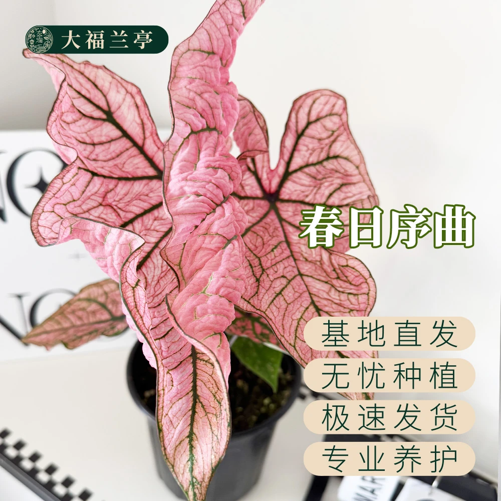 【春日序曲】彩叶芋桌面阳台室内热植ins风（微叶损无售后）