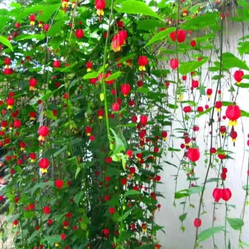 藤本爬藤植物灯笼花带花苞盆栽苗蔓性风铃花四季开耐寒盆栽百合花