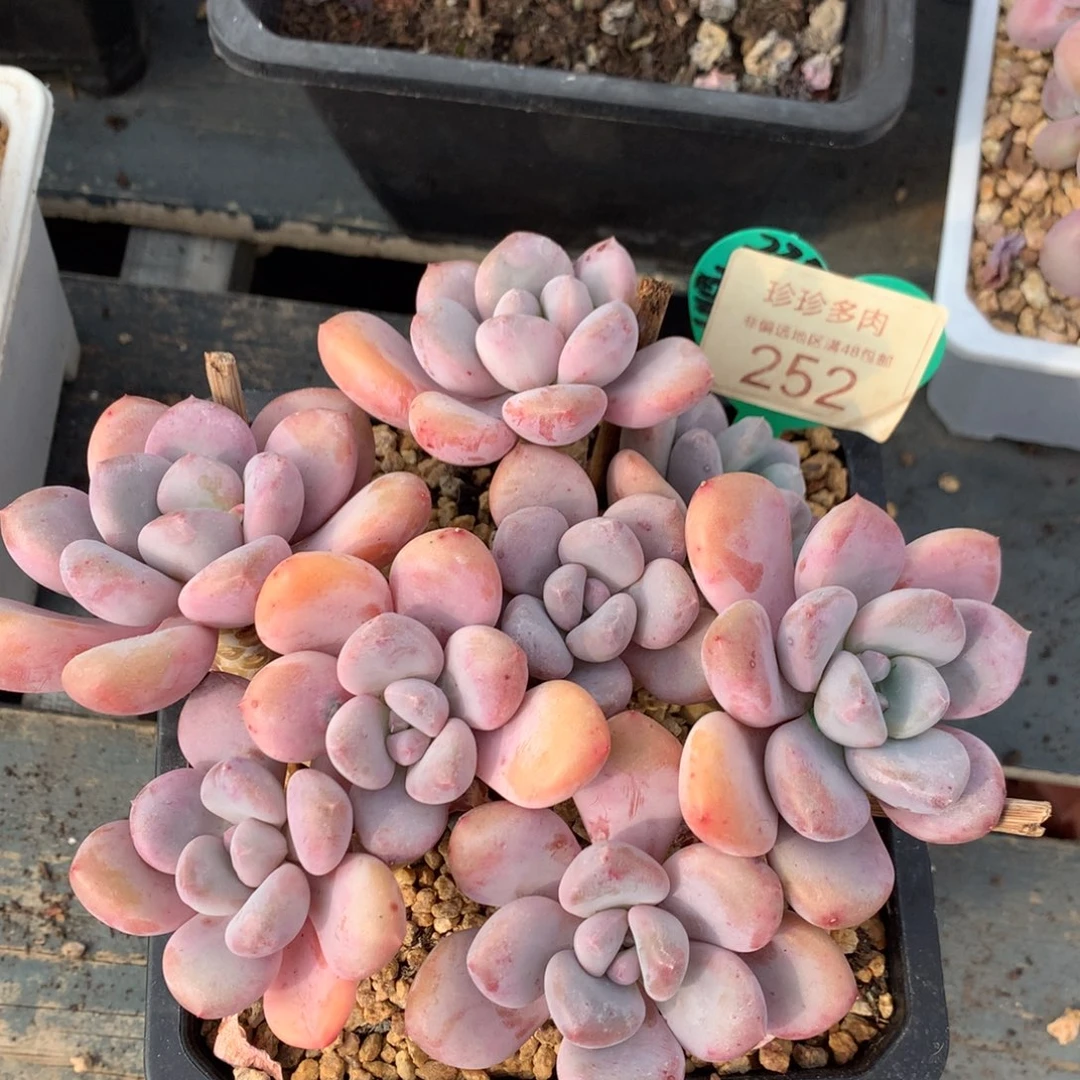 三明治美人老桩平头252