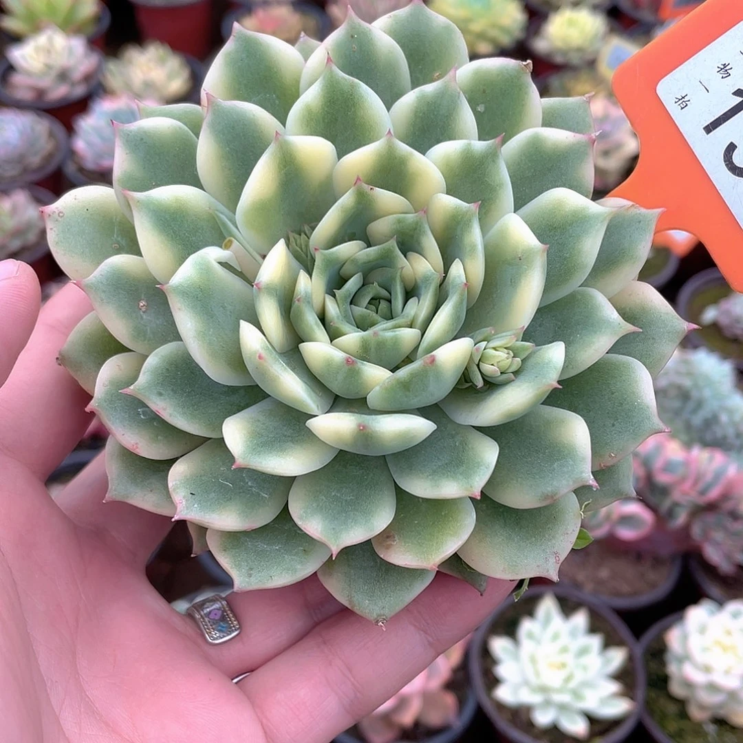 153号多肉艾丽卡锦