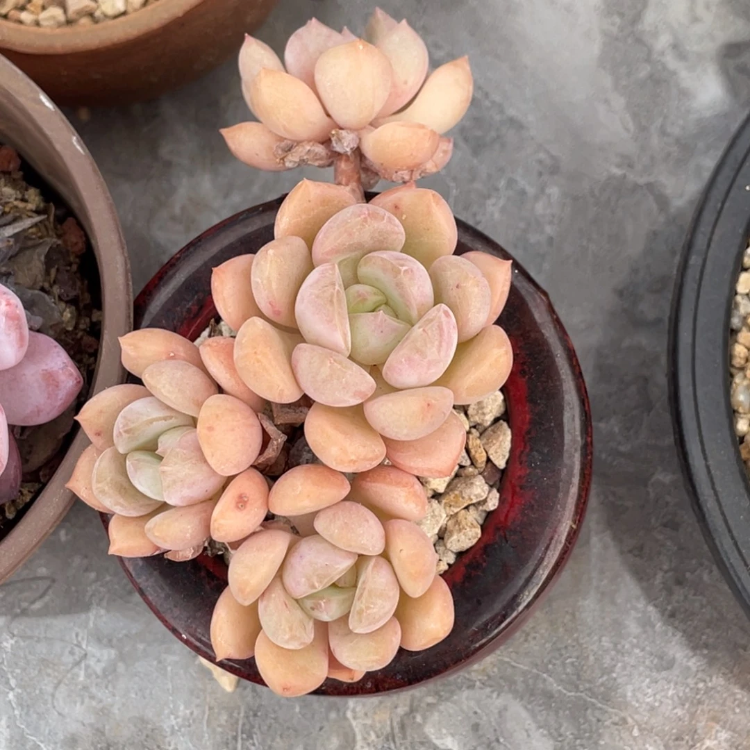 蜜桃格林四头群生飘枝