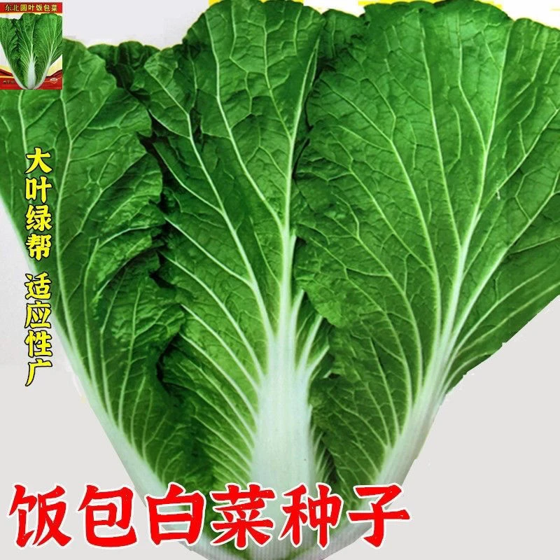 【满5包包邮】饭包白菜叶种孑东北原叶饭包菜种子打包白菜东北大叶
