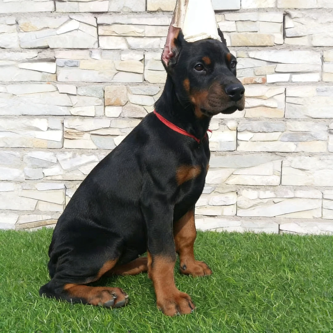 老秦杜宾犬宠物狗狗高级宠物伴侣犬大型犬宠物看家杜宾犬幼犬出售