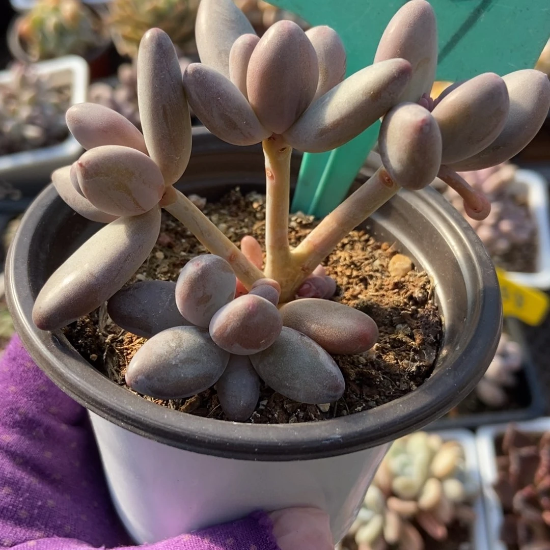 1599白兰地多肉植物纤维