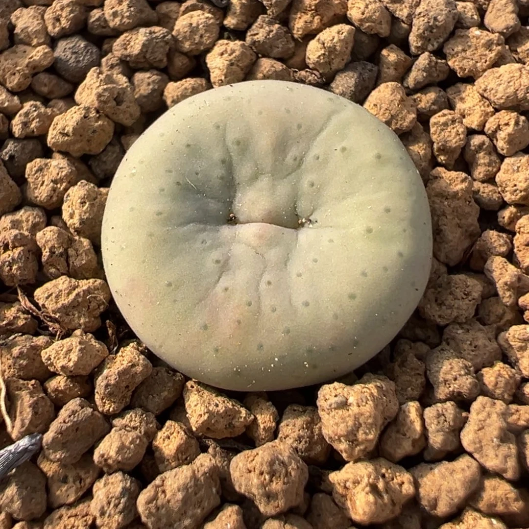 奶油嘴多肉盆栽植物