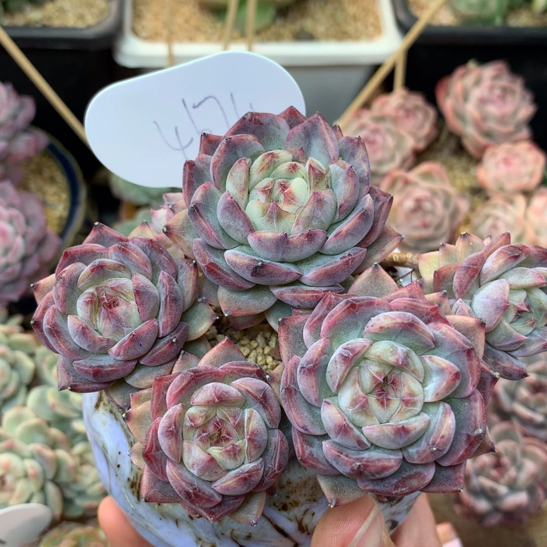 白糯紫心珍妮老桩4674