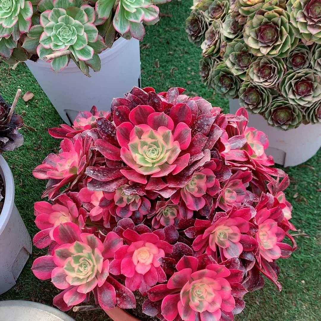 【闪购商品】美杜莎，多肉