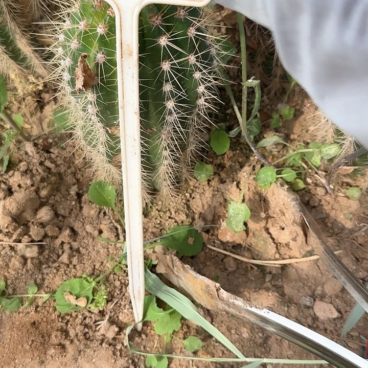 平**福C39毛花柱瑕疵列宁
