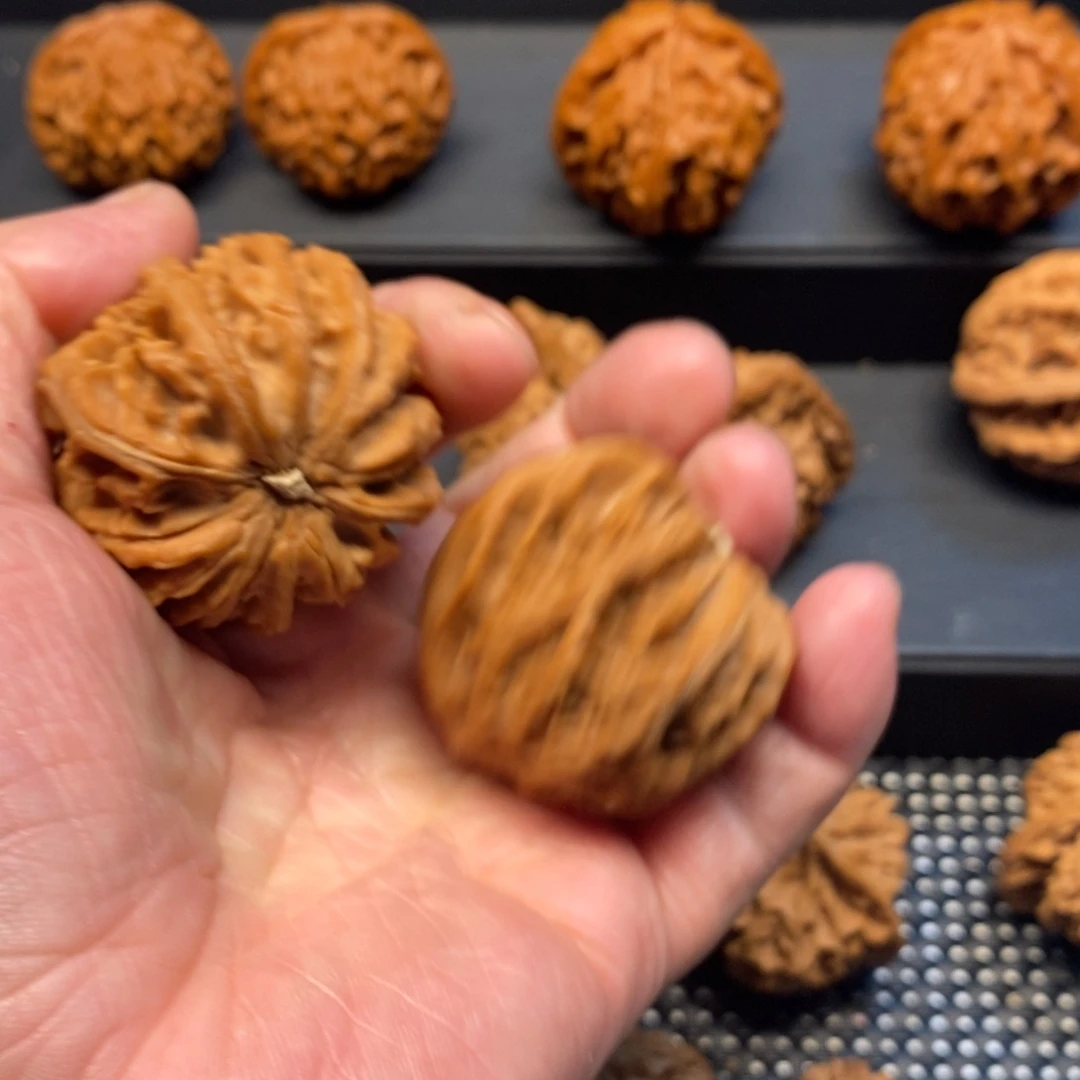 小***子手串/手链核桃秦岭森林中发现过几颗